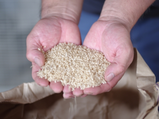 玄米 農薬不使用化 学肥料不使用